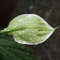 PIC00008