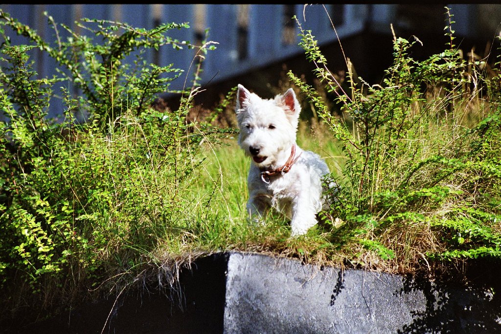oly_oly0002