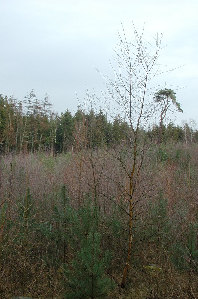 DSCN1935