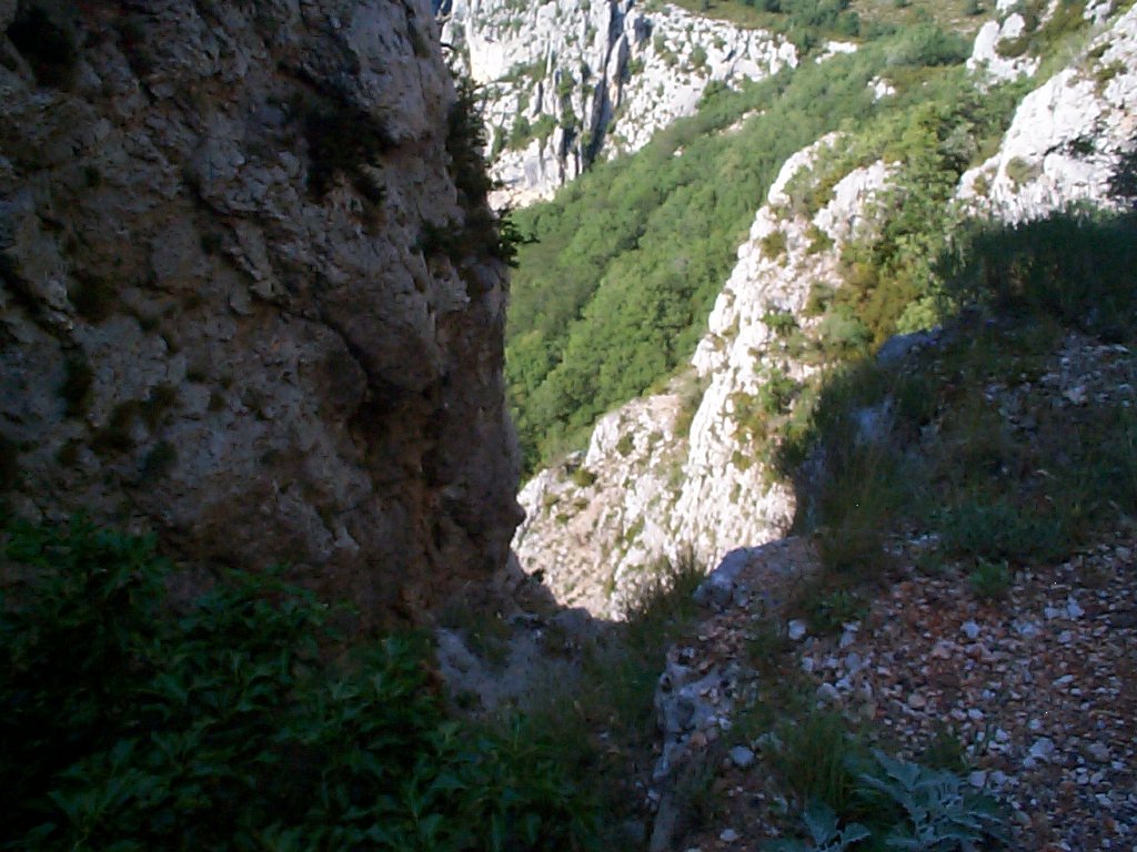 DCP02649