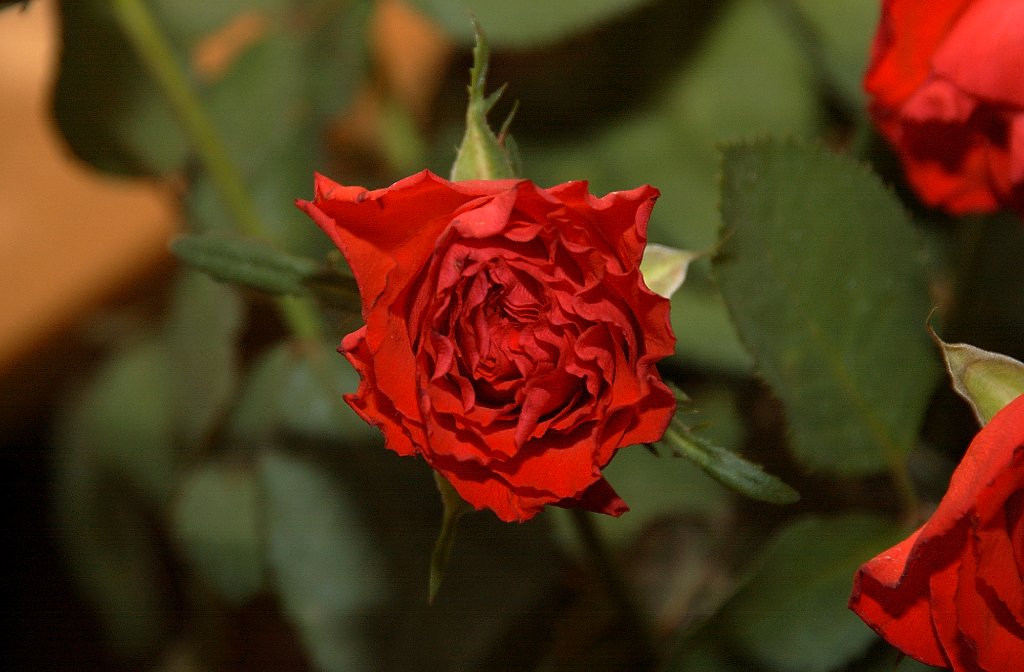 DSC_0646