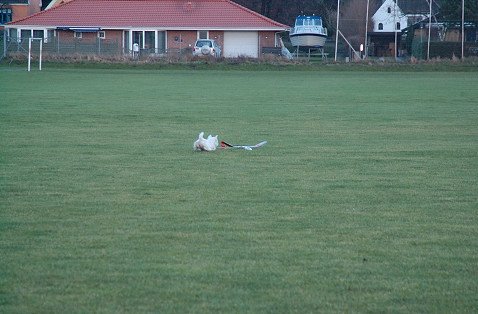 DSC_2488