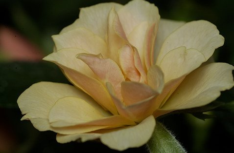DSC_2538