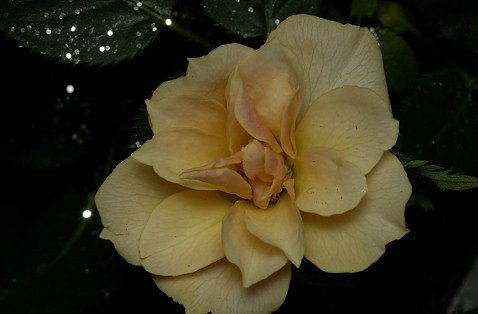DSC_2540