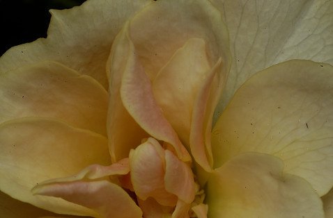 DSC_2541