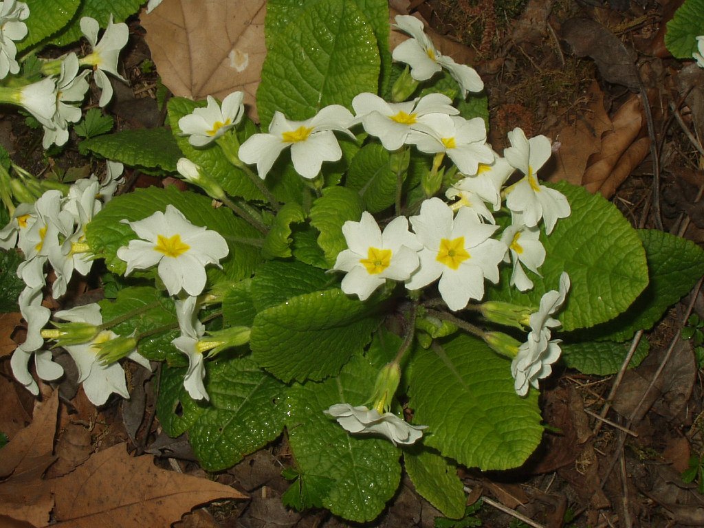 P1010156