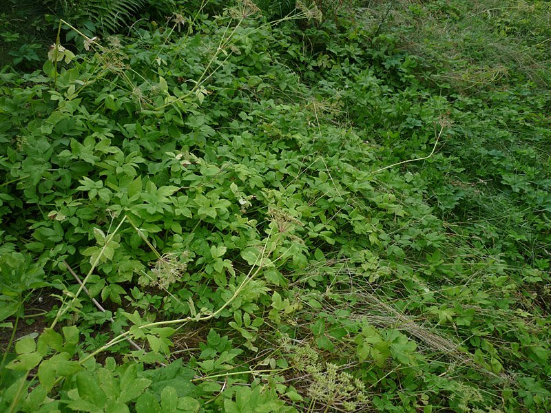 P1000544